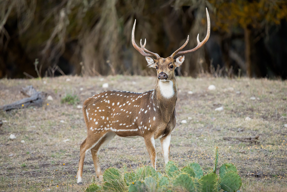 Unique and Beautiful store Mature Axis Buck Deer Antlers