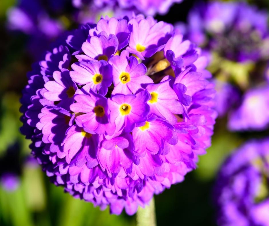 Purple Flowers Balls