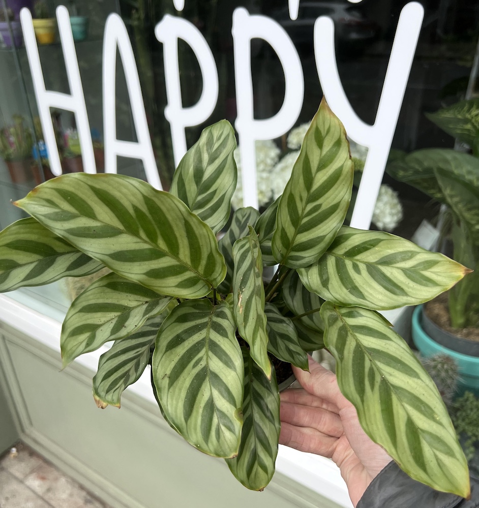 calathea white miracle Calathea White Fusion Prayer Plant