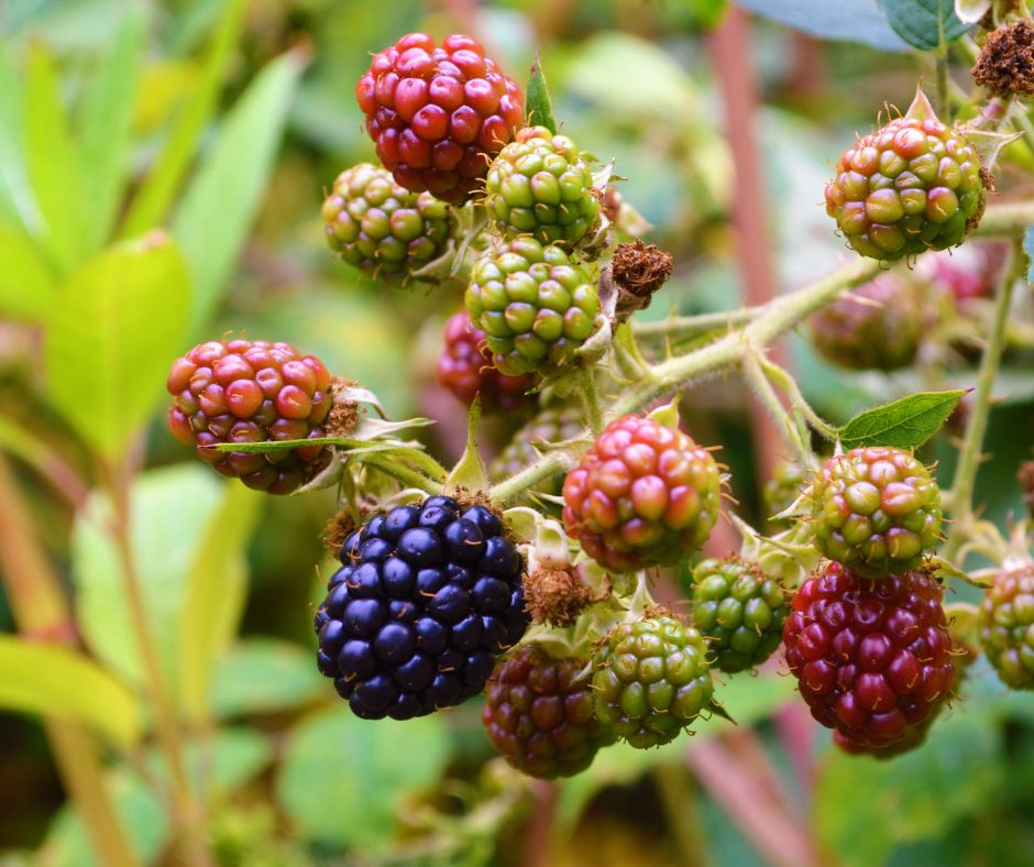 Wild Raspberries Scotland