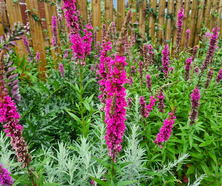 Instill (6) in violet verbena; my new favourites for walking the