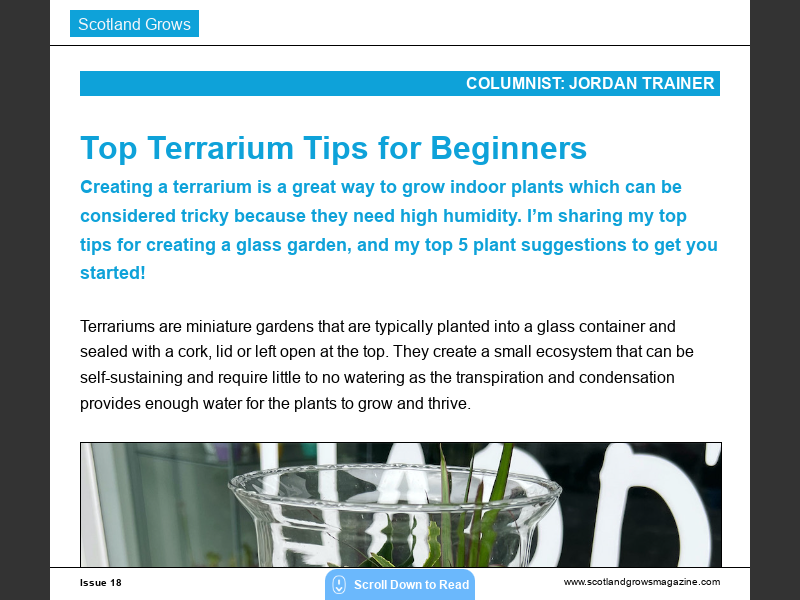 Issue 18Top Terrarium Tips for Beginners
