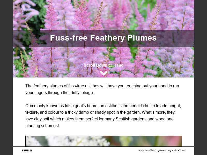 Issue 18Fussfree Feathery Plumes