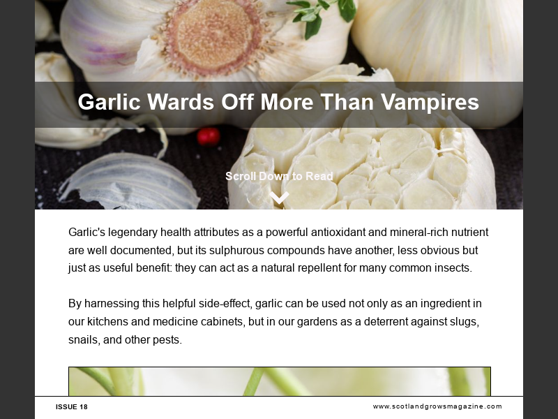 Issue 18Garlic Wards Off More Than Vampires