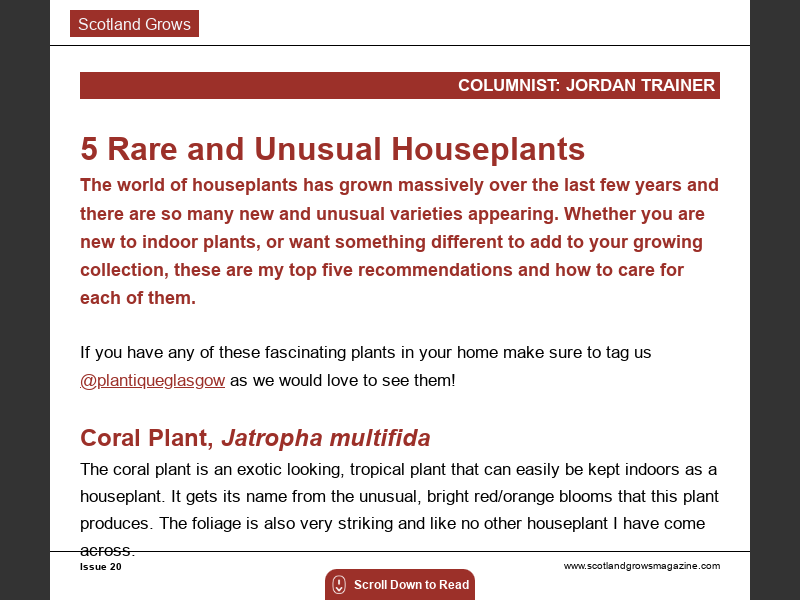 issue-205-rare-and-unusual-houseplants