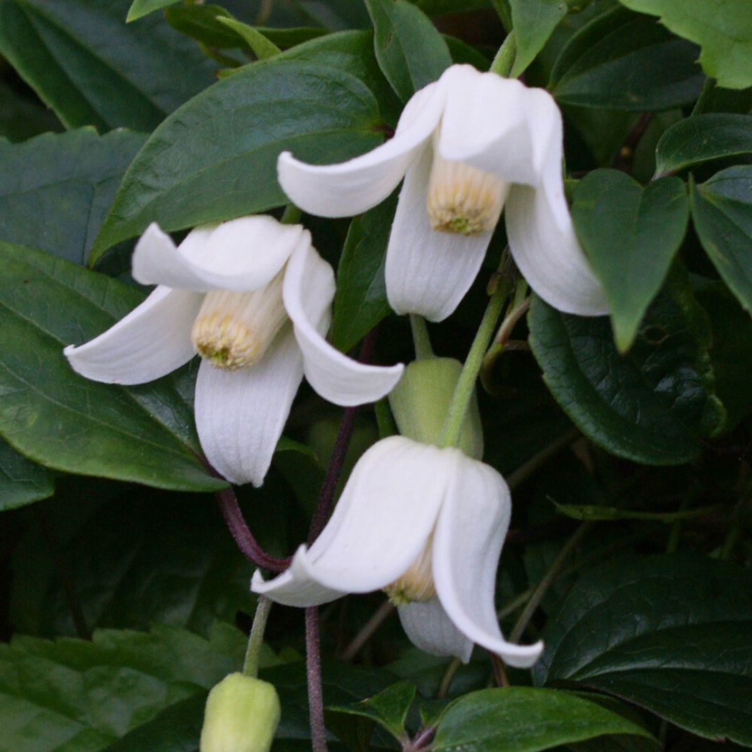 Clematis Winter Beauty
