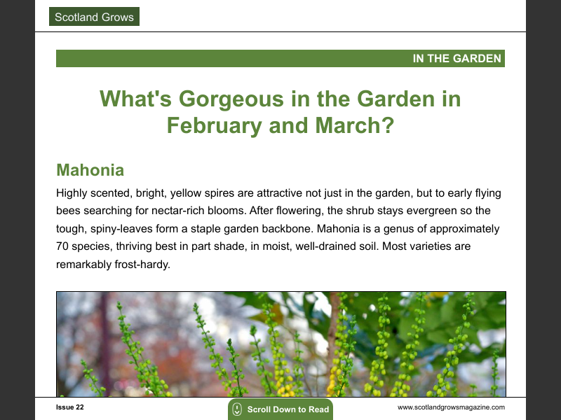 Issue 22What's Gorgeous in the Garden?