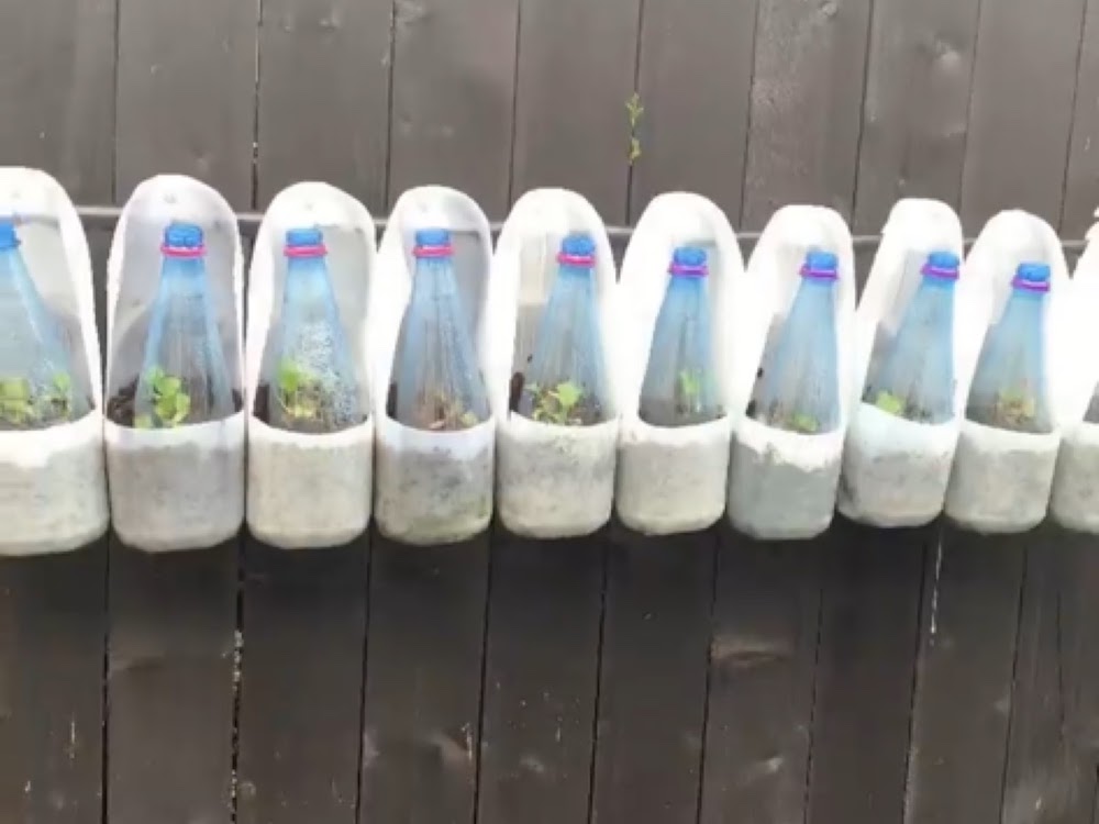 DIY Protection for Your Plants