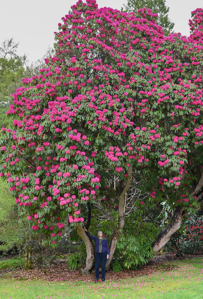 Scottish National Rhododendron Show