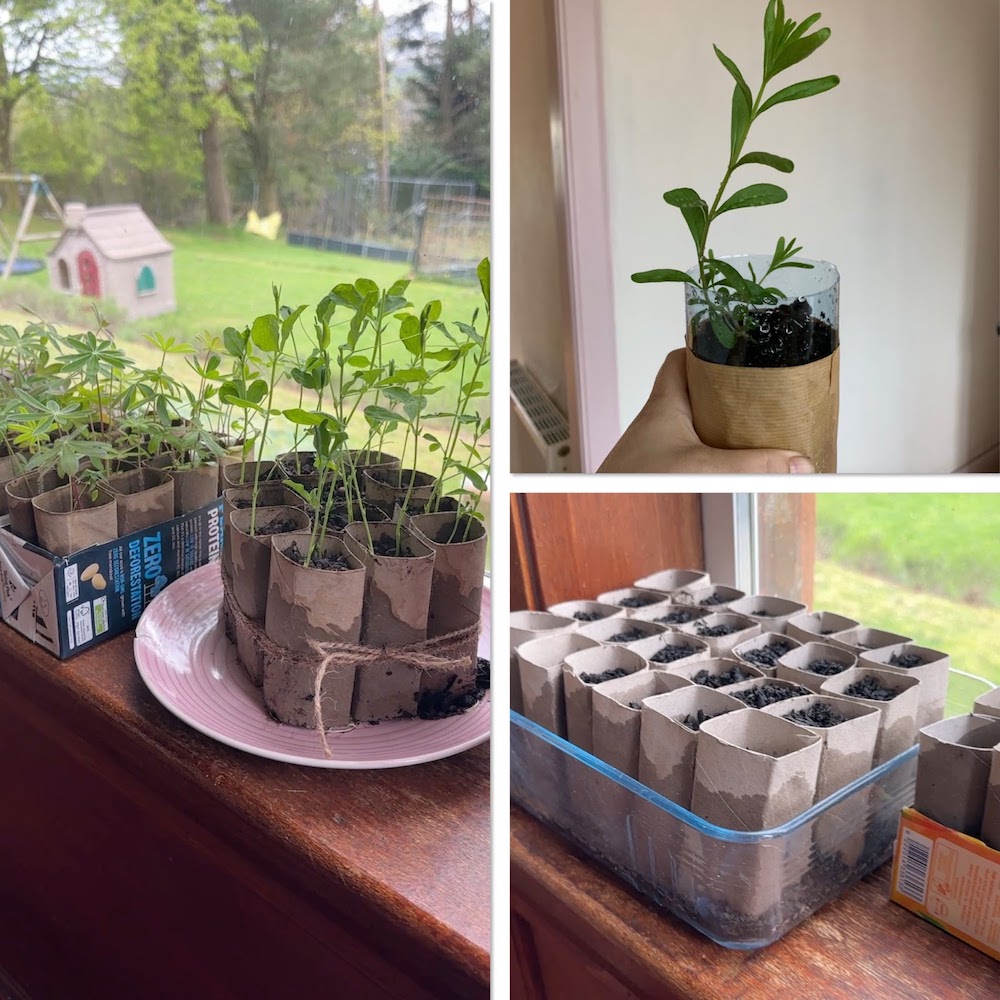 3 Creative Ways to Start Seeds Indoors