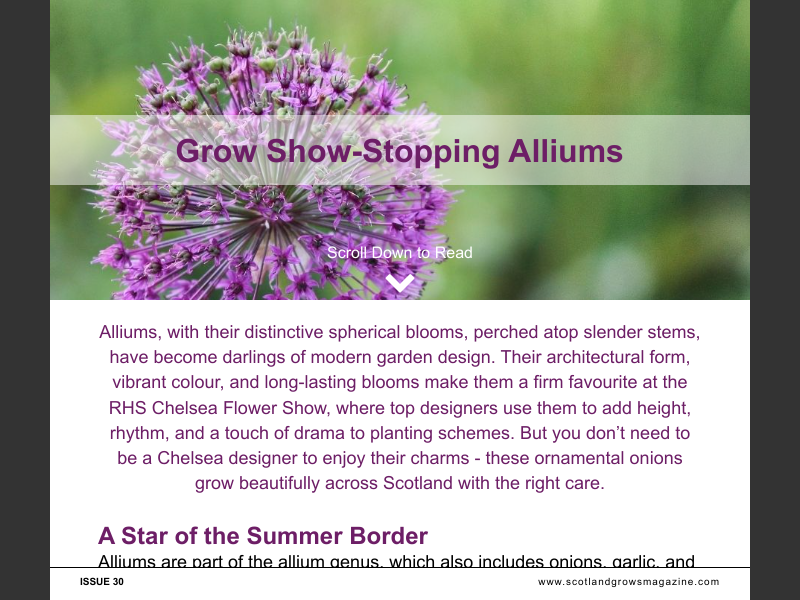 Issue 30Grow Show-Stopping Alliums