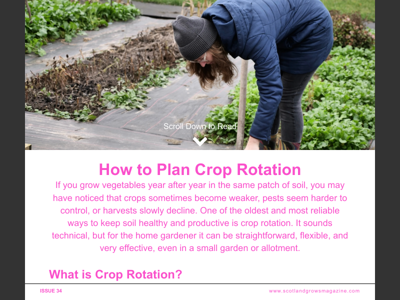 Issue 34How to Plan Crop Rotation