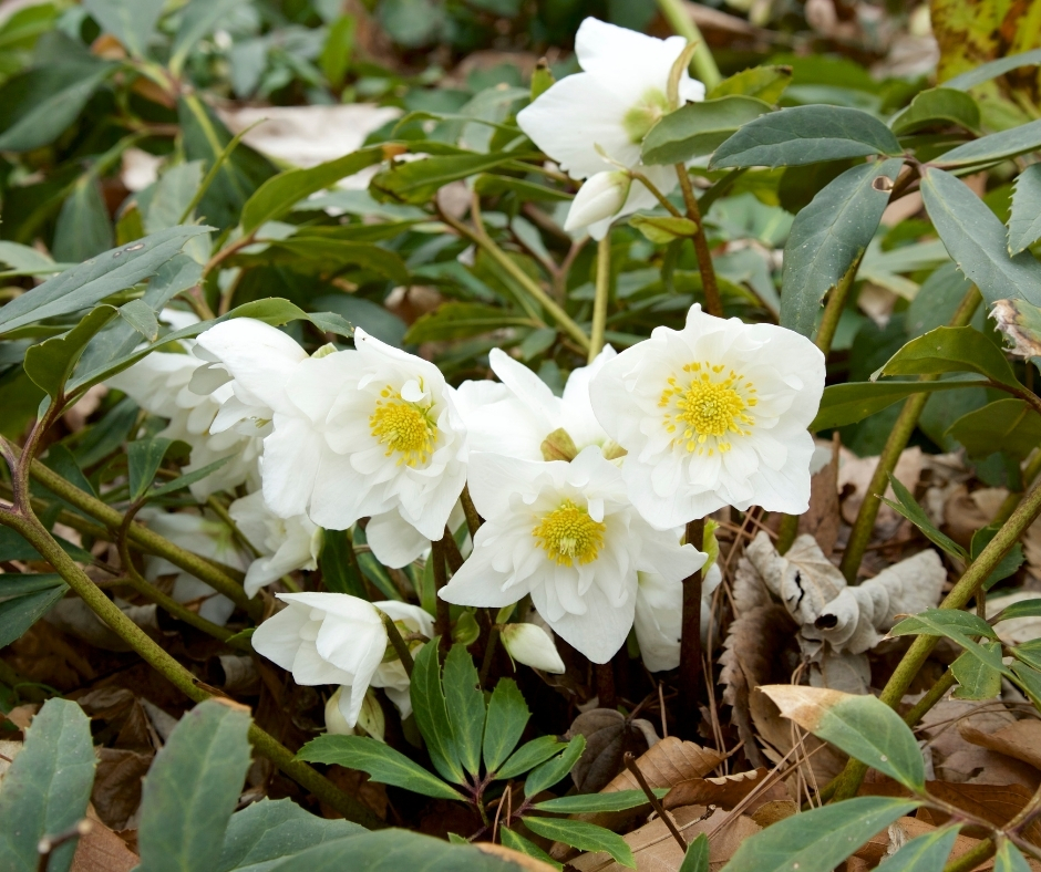 olivenbaum leccino kaufen Ölbaum 'Leccino' / Olea europaea 'Leccino' online kaufen main image 1
