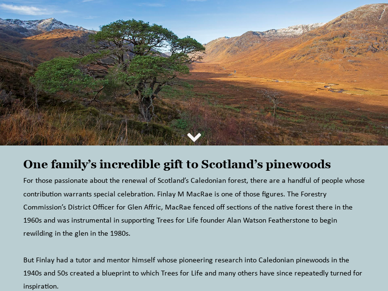 Glen Affric – Caledonian Forest restoration – Restore Our Planet